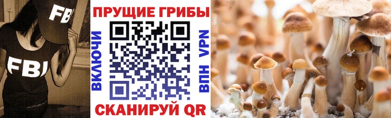 mega ссылки  Дыгулыбгей  Псилоцибиновые грибы мицелий 